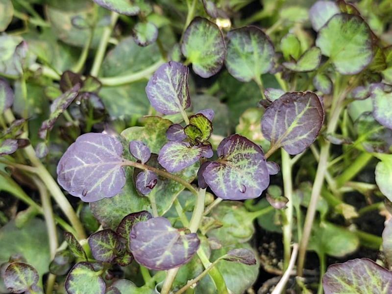 Lila Brunnenkresse - Nasturtium x officinalis